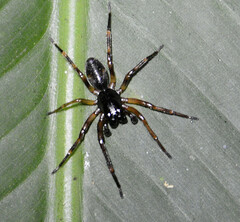 Corinnidae