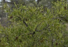 Denhamia cunninghamii
