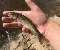 Nocomis leptocephalus