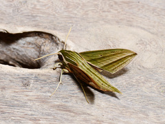 Theretra manilae