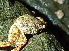 Grapsus albolineatus