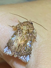 Spodoptera praefica
