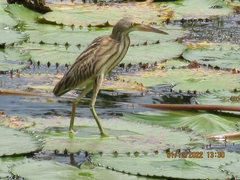 Ixobrychus sinensis