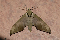 Ambulyx staudingeri