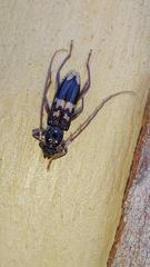 Phoracantha semipunctata
