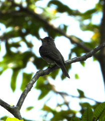 Contopus cinereus