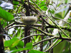 Phylloscartes oustaleti