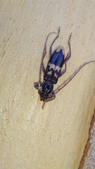 Phoracantha semipunctata