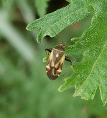 Polymerus