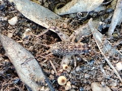 Gryllomorpha longicauda