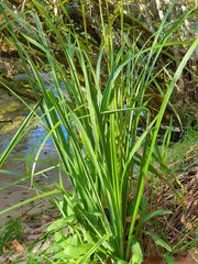 Carex pendula