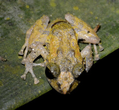 Pristimantis diadematus