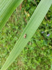 Celypha flavipalpana