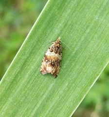 Celypha flavipalpana