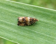 Celypha flavipalpana