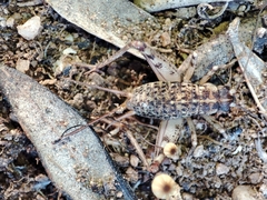 Gryllomorpha longicauda