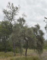 Acacia sericophylla