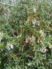 Teucrium fruticans