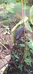 Anthurium cabrerense