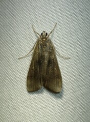 Parapoynx maculalis