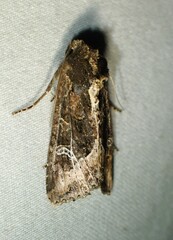 Helotropha reniformis