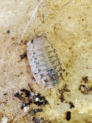 Agabiformius lentus
