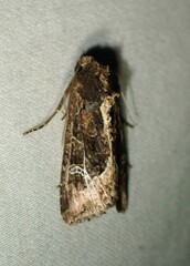 Helotropha reniformis