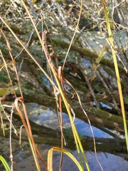 Carex pendula