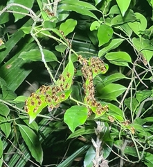 Mellitidia tomentifera