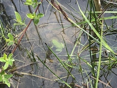 Hyla arborea