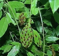 Mellitidia tomentifera