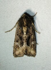 Helotropha reniformis