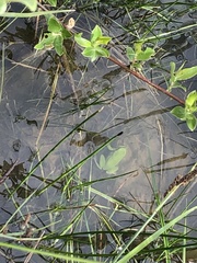 Hyla arborea