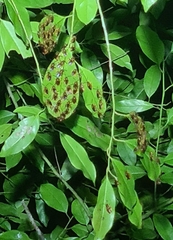 Mellitidia tomentifera