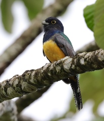 Trogon caligatus