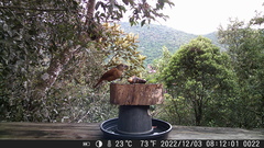 Tachyphonus coronatus