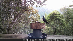 Tachyphonus coronatus