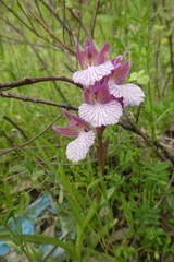 Anacamptis papilionacea