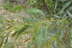 Acacia saligna