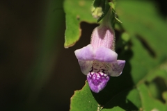 Asystasia dalzelliana