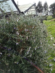 Teucrium fruticans