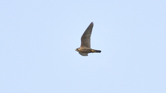 Falco peregrinus brookei