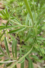 Anthyllis vulneraria rubriflora