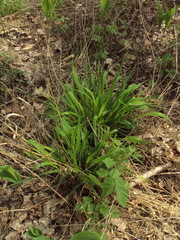Brachypodium sylvaticum