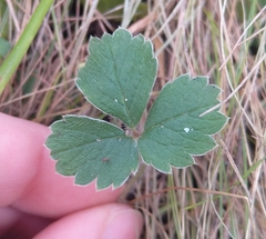 Potentilla sterilis
