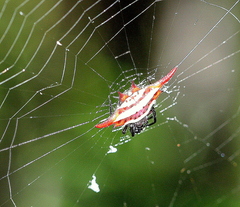 Gasteracantha versicolor