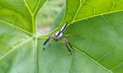 Telamonia