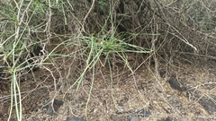 Parkinsonia aculeata