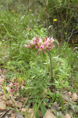 Anthyllis vulneraria rubriflora