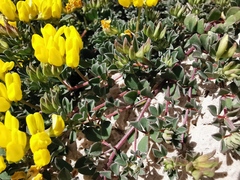 Lotus cytisoides